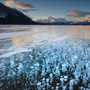 Frozen gas bubbles beneath surface of frozen lake, Abraham Lake, Canadian Rockies