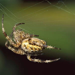 Garden Spider (Araneus diadematus) in web, Temperate North America