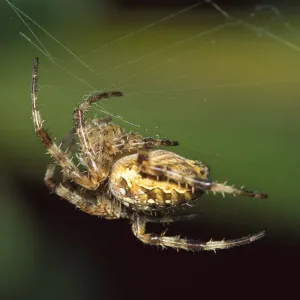 Garden Spider in Web Print Garden Spider in Web Print