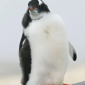 Gentoo-Pinguin (Pygoscelis papua)-Chick im Moltstadium am Antarktischen Halbinsel, Antarktika Gentoo-Pinguin (Pygoscelis papua)-Chick im Moltstadium am Antarktischen Halbinsel, Antarktika