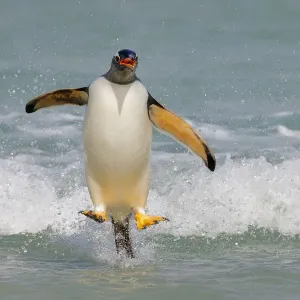 Gentoo-Pinguin (Pygoscelis papua), kommt an Land, Falklandinseln Gentoo-Pinguin (Pygoscelis papua), kommt an Land, Falklandinseln