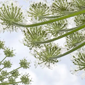Giant Hogweed (Heracleum mantegazzianum) flowers seen below, Noord-Holland
