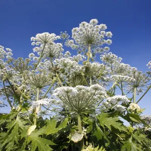 Giant Hogweed (Heracleum mantegazzianum) flowering, invasive weed, Bursfelde, Lower Saxony Giant Hogweed (Heracleum mantegazzianum) flowering, invasive weed, Bursfelde, Lower Saxony