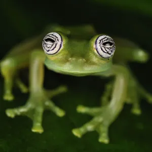 Glass Frog Print, San Cipriano, Colombia Glass Frog Print, San Cipriano, Colombia