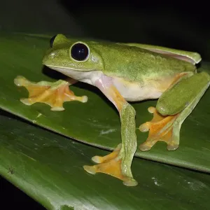 Gliding Leaf Frog Print, Costa Rica Gliding Leaf Frog Print, Costa Rica