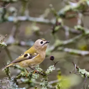 Regulero (Regulus regulus) posado en una rama, Noord Holland, los Países Bajos.