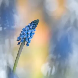 Traubenhyazinthe (Muscari botryoides) Blüte