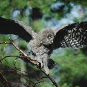 Großer Grauberg (Strix nebulosa), junger Vogel auf einem Zweig balanciert, Idaho Großer Grauberg (Strix nebulosa), junger Vogel auf einem Zweig balanciert, Idaho