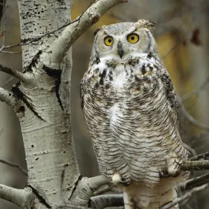 Großer Geiessäger (Bubo virginianus), palmer Forme, im Baum gesetzt. Kanada/Alberta Großer Geiessäger (Bubo virginianus), palmer Forme, im Baum gesetzt. Kanada/Alberta