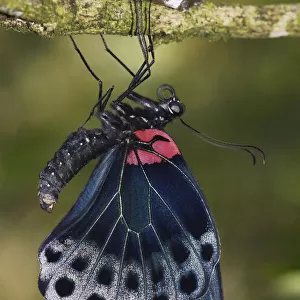 Great Mormon (Papilio memnon) butterfly, Malaysia