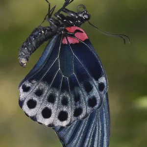 Great Mormon (Papilio memnon) butterfly, Malaysia Great Mormon (Papilio memnon) butterfly, Malaysia