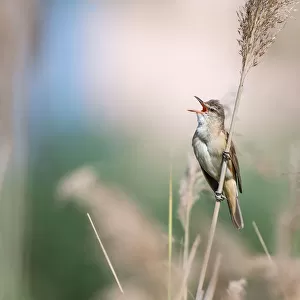Great Reed Warbler (Acrocephalus arundinaceus) singing, Bekes, Hungary