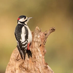 Great spotted woodpecker (Dendrocopos major) resting on tree stump, Noord-Holland
