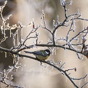 One Great Tit (Parus major) perched on a branch covered with hoarfrost at an early