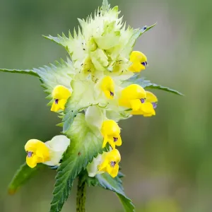 Greater Yellowrattle (Rhinanthus angustifolius) flower, Den Helder, Noord-Holland