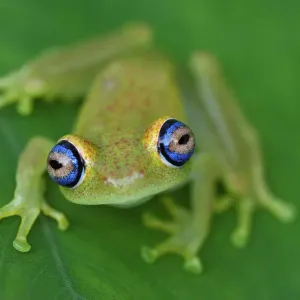 Green Bright-eyed Frog Print, Andasibe-Mantadia National Park Green Bright-eyed Frog Print, Andasibe-Mantadia National Park