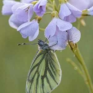 One Green-veined White (Pieris napi) perched in a Cuckoo Flower (Cardamine pratensis)