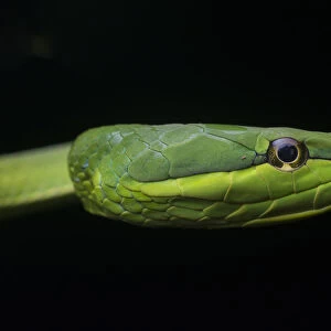 Green Vine Snake (Oxybelis fulgidus) close up, Utila, Honduras