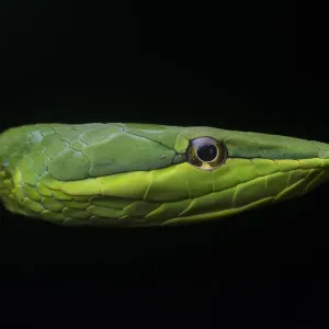 Green Vine Snake (Oxybelis fulgidus) close up, Utila, Honduras