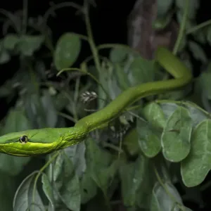 Green Vine Snake Print, Utila, Honduras