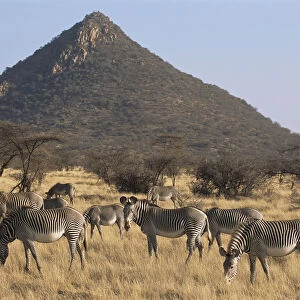 Grevyaes zebra grazing (Equus grevyi) grazing, Kenya, Samburu National Reserve