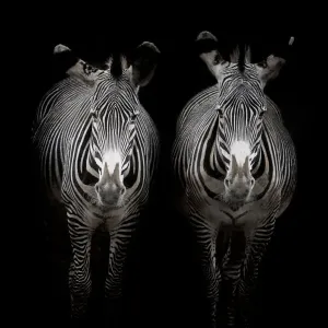 Zwei Grevyas Zebra (Equus grevyi) stehen im dunkeln am Stall Eingang, Spanien.