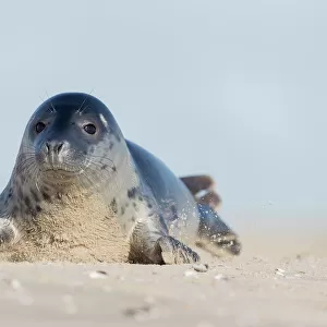 Grey seal (Halichoerus grypus) resting on a sandy beach, de Hors, Texel, Noord Holland