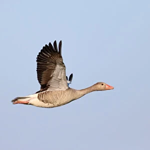 Greylag Goose (Anser anser) in flight against a blue sky, Texel, Noord-Holland