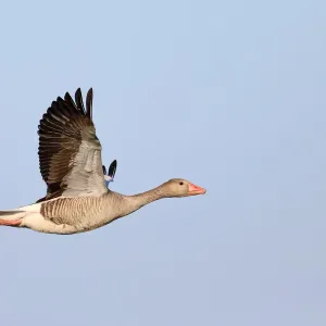 Greylag Goose (Anser anser) in flight against a blue sky, Texel, Noord-Holland