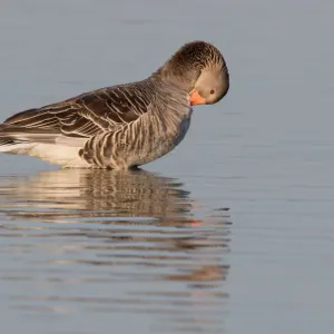 Grünspannente (Anser anser), im Wasser schuppend, Oostvaardersplassen, Niederlande Grünspannente (Anser anser), im Wasser schuppend, Oostvaardersplassen, Niederlande
