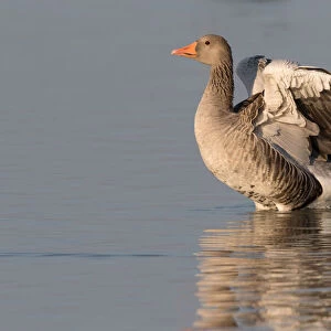 Greylag Goose (Anser anser) stretching wings in the water, Oostvaardersplassen, The