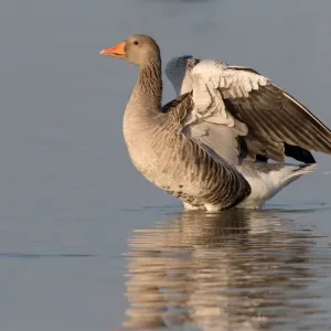 Graugänse (Anser anser) streckt Flügel im Wasser, Oostvaardersplassen. Graugänse (Anser anser) streckt Flügel im Wasser, Oostvaardersplassen.
