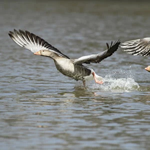 Greylag Goose (Anser anser) territorial males chasing each other over lake, Kassel