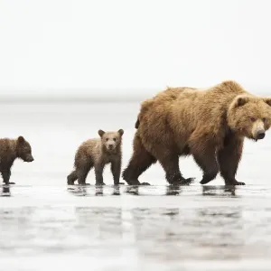 Prints of : Brown Bears