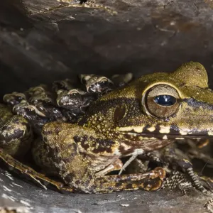 Groete Creek Print: Mother Frog (Stefania evansi) carrying froglets on back Groete Creek Print: Mother Frog (Stefania evansi) carrying froglets on back
