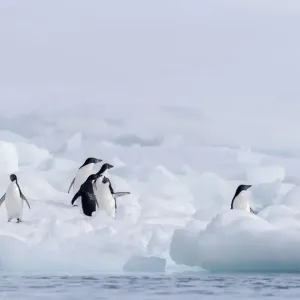 Gruppe von Adelienseidenpinguinen (Pygoscelis adeliae) auf der Paulet-Insel, Antarktika Gruppe von Adelienseidenpinguinen (Pygoscelis adeliae) auf der Paulet-Insel, Antarktika