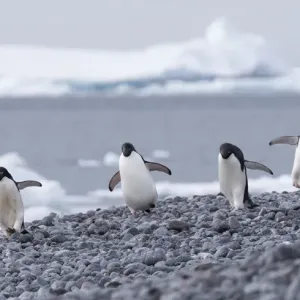 Gruppe von vier Adelie-Pinguinen (Pygoscelis adeliae), Paulet-Insel, Antarktis Gruppe von vier Adelie-Pinguinen (Pygoscelis adeliae), Paulet-Insel, Antarktis