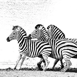 Group of frightened Burchellaes Zebras (Equus quagga burchellii