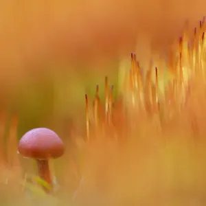 Hairy Leg Bell (Galerina vittiformis) between flowering Bristly Haircap