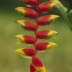 Hanging Heliconia (Heliconia rostrata) blooming in rainforest, Peru to Belize