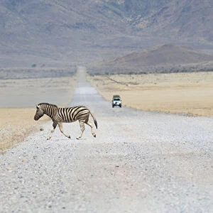 Hartmannaes Mountain Zebra (Equus zebra hartmannae) crossing a road, Namibia