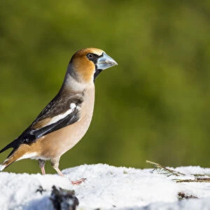 Hawfinch (Coccothraustes coccothraustes) male in winter, Bavaria, Germany
