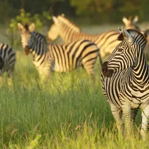 Herde der Grasländerzebra (Equus quagga), steht im grünen Land, Südafrika, Limpopprovinz
