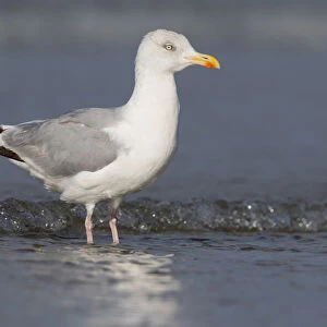 Herring Gull (Larus argetatus) standing along the shoreline, beach IJmuiden, The Netherlands