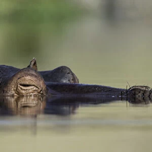 Hippopotamus (Hippopotamus amphibius) laying in the water, Mpumalanga, South-Africa