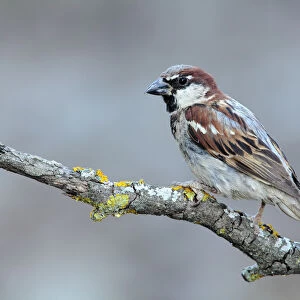 House Sparrow (Passer domesticus) male, Andalusia, Spain
