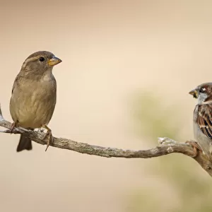 House Sparrow (Passer domesticus) pair, Alicante, Spain