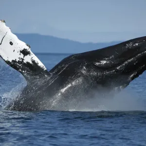 Wale Megaptera novaeangliae bricht in Alaska auf Wale Megaptera novaeangliae bricht in Alaska auf