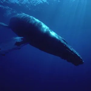 Riesenhumpfwal (Megaptera novaeangliae), Tauchen in den Gewässern von Hawaii Riesenhumpfwal (Megaptera novaeangliae), Tauchen in den Gewässern von Hawaii