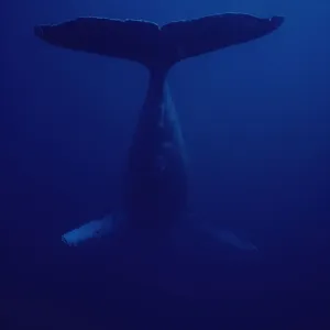 Riesenhumpfwal (Megaptera novaeangliae), männliches Singen in Hawai Riesenhumpfwal (Megaptera novaeangliae), männliches Singen in Hawai